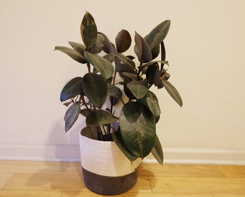 Handmade medium large Cotton Rope Plant container plant pots