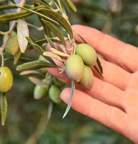 "Drizzle" Early Harvest Olive Oil Topping/Dip